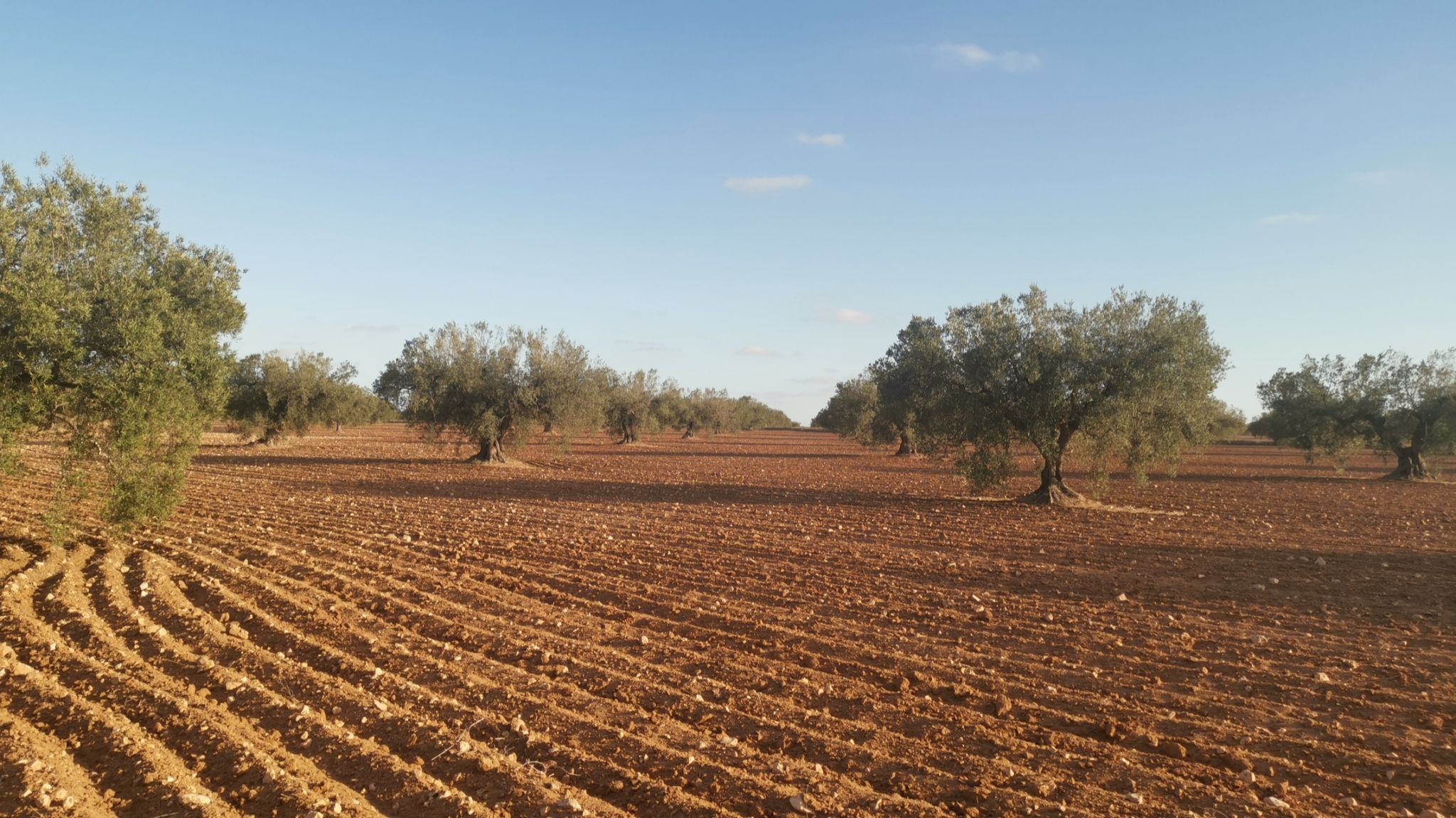Les racines du désert