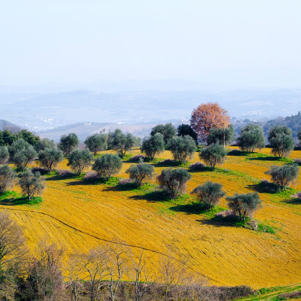 Création d'un site de production d'huile d'olive en Tunisie