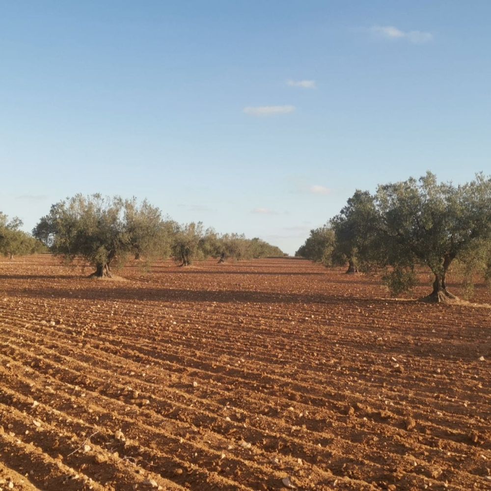 Les racines du désert